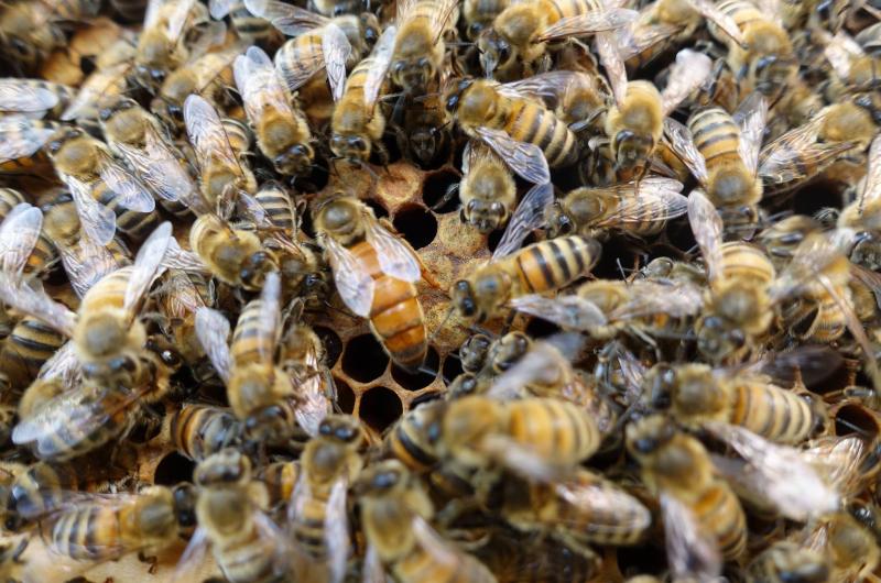Apiculteur : (Une) Abeille en Basse-Meuse - Alexandre - Bernier - produits apicoles