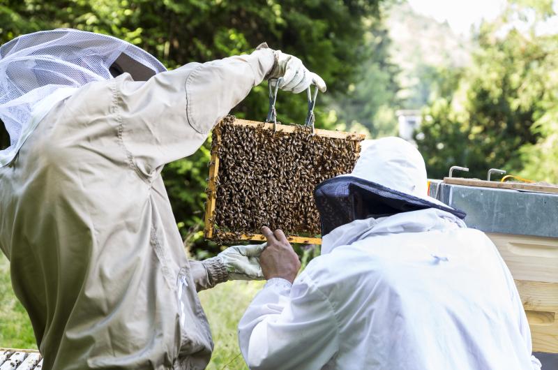 Apiculteur : Le Jardin du Manchot - Patrice - Le Rouzic - produits apicoles