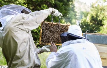 Le Jardin du Manchot - Patrice Le Rouzic - Miel et produits de la ruche belges.