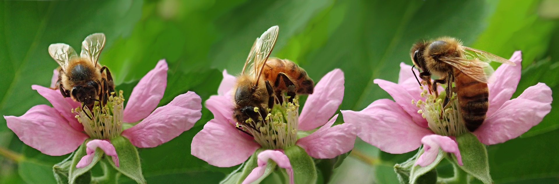 miel-belge.be - Image par Beverly Buckley de Pixabay