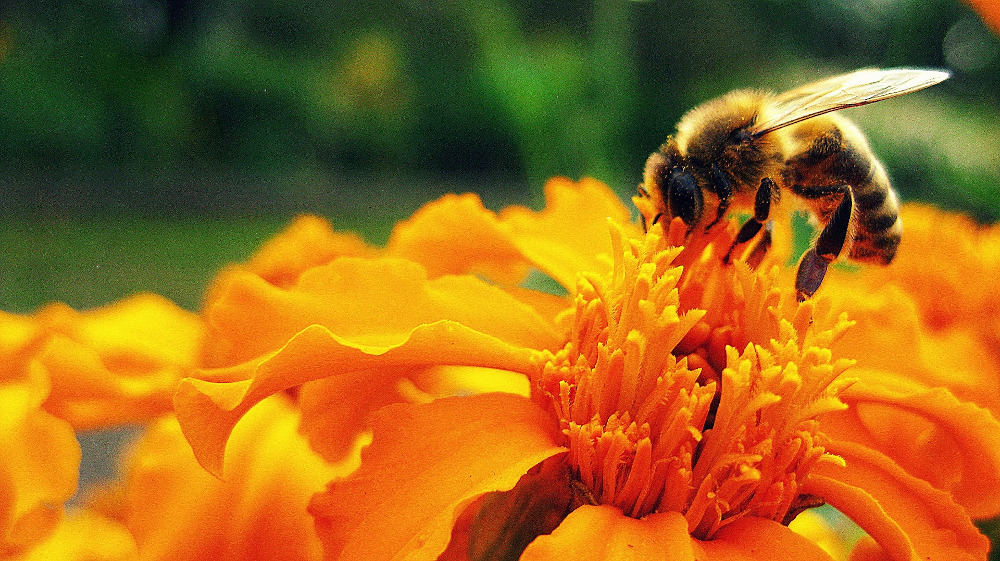 miel-belge.be - Image par Daria Głodowska de Pixabay 