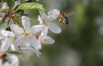 Rucher de l'Air Pur - Martine Vertez - Miel et produits de la ruche belges.